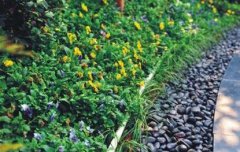 生態(tài)修復(fù)